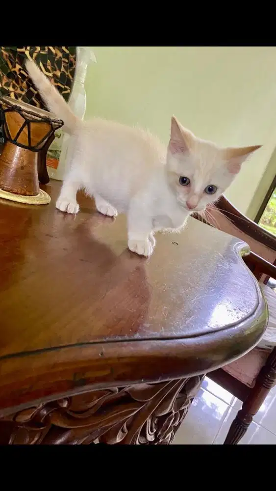 Kucing munchkin jantan