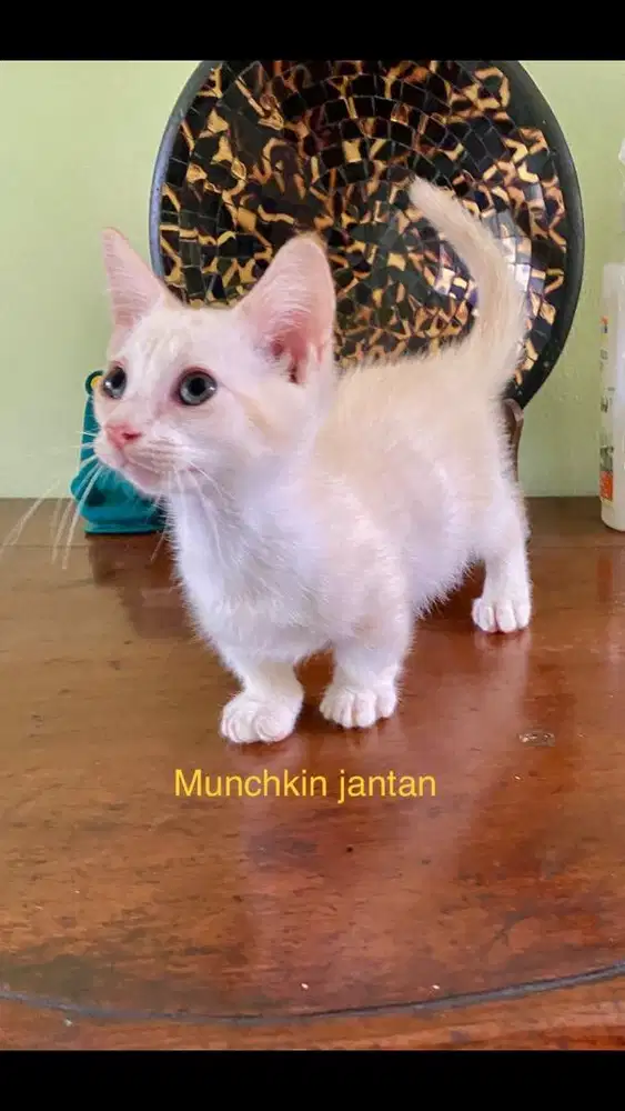 Kucing munchkin jantan