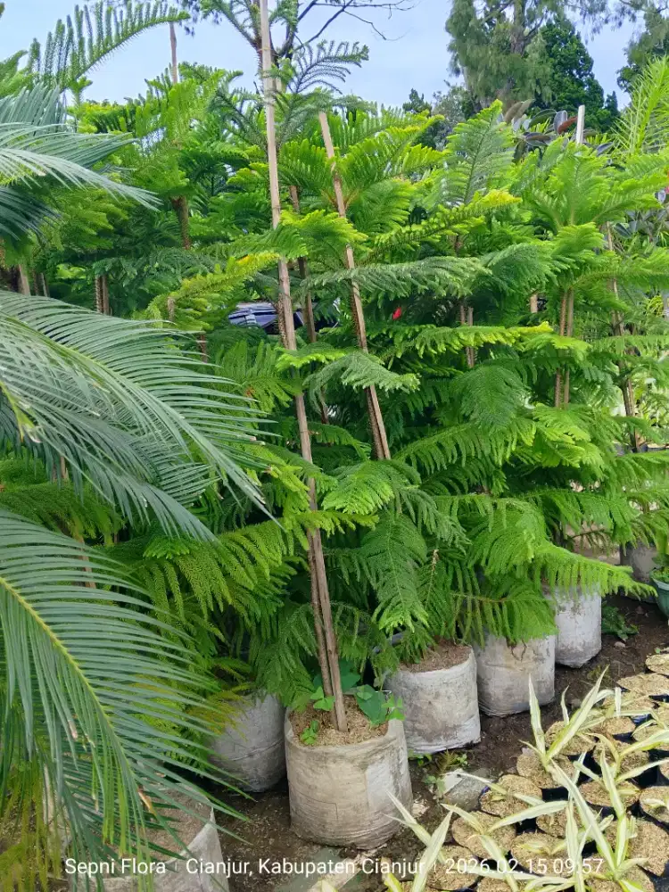 Tanaman Cemara Norflok tinggi 2 meter