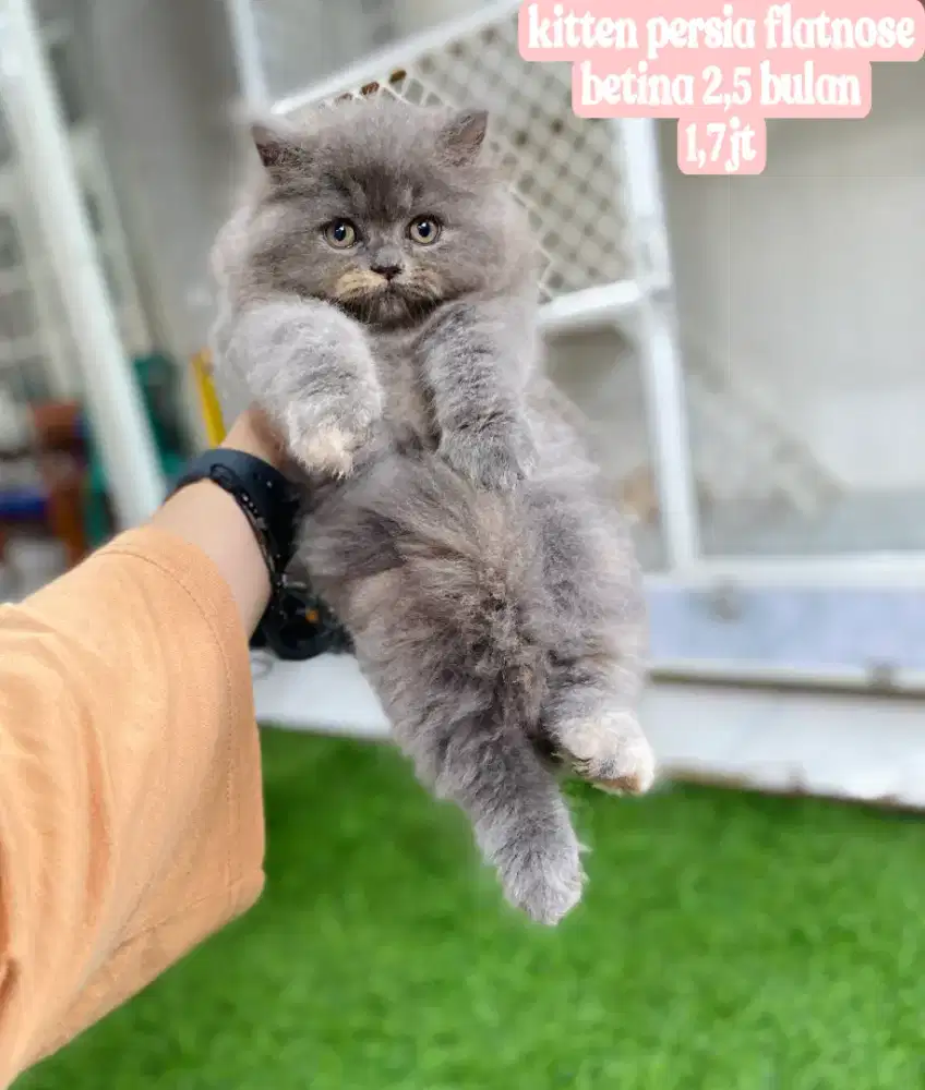 Kucing persia kitten