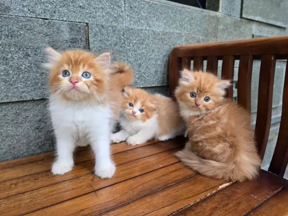 Indukan + 3 Kitten persia medium lucu surabaya