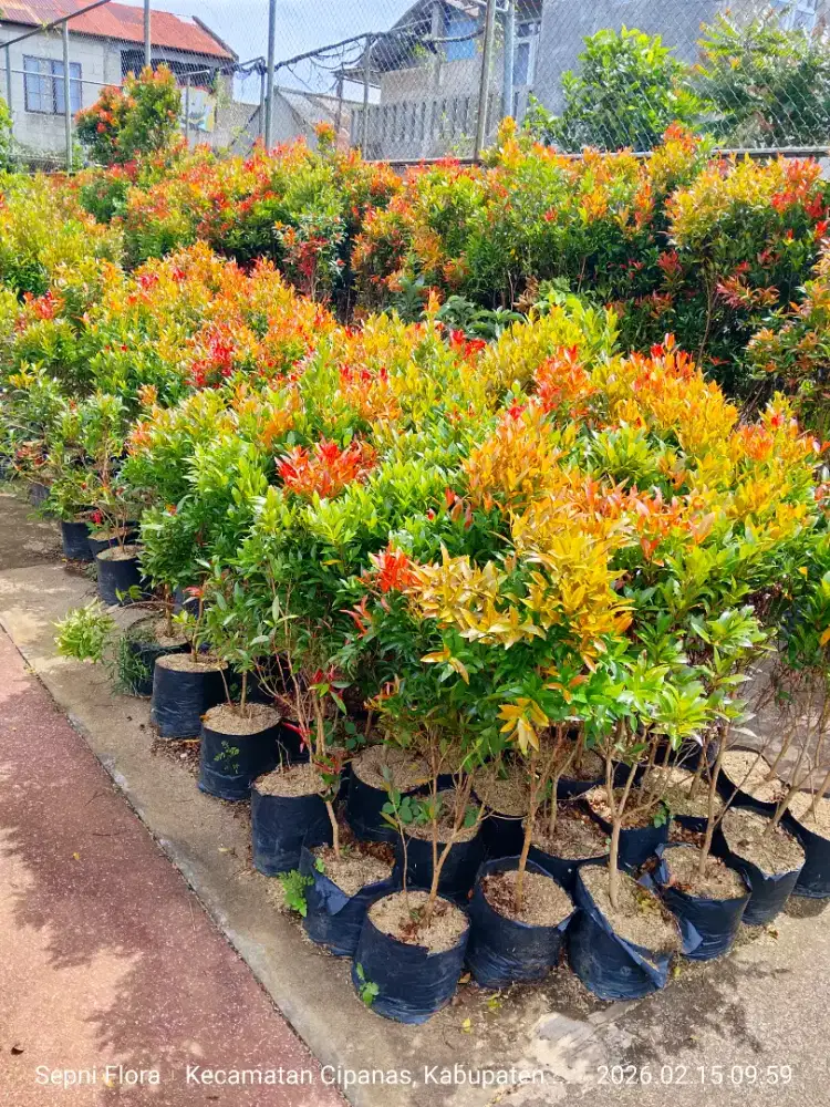 Tanaman Pucuk Merah tinggi 1 meter