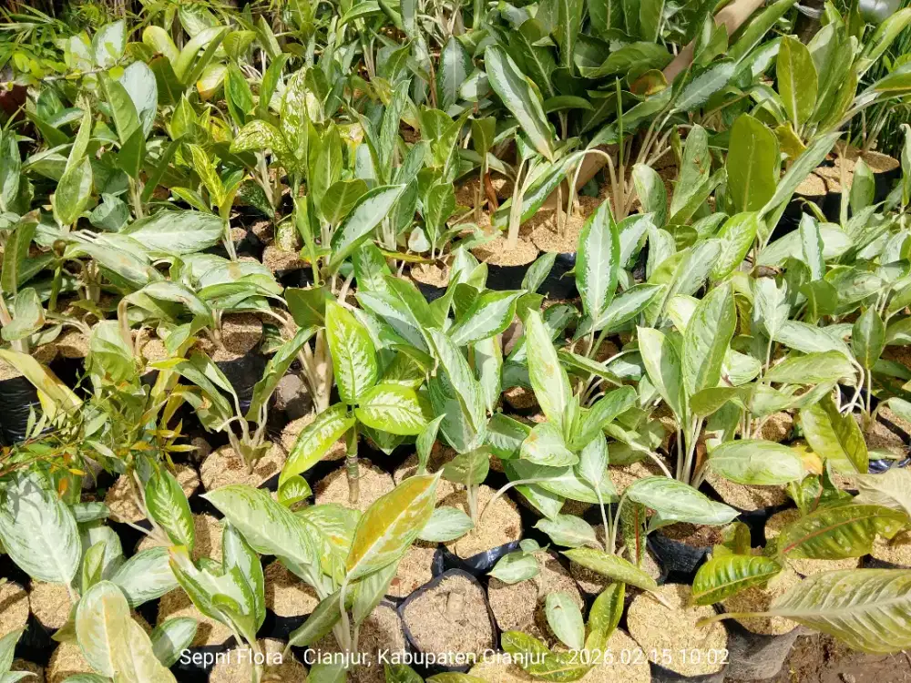 Jual tanaman blanceng