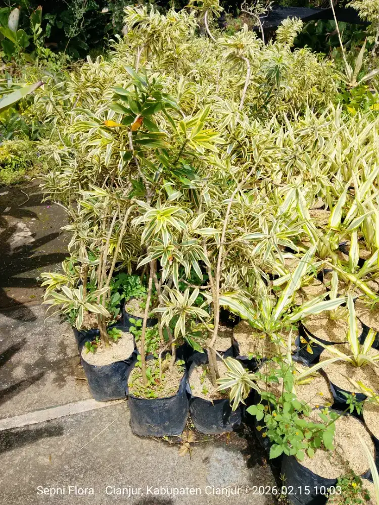 Jual Tanaman Song Of India