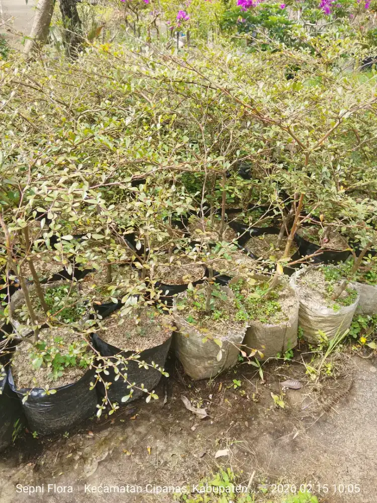 Bibit Tanaman Ketapang Kencana