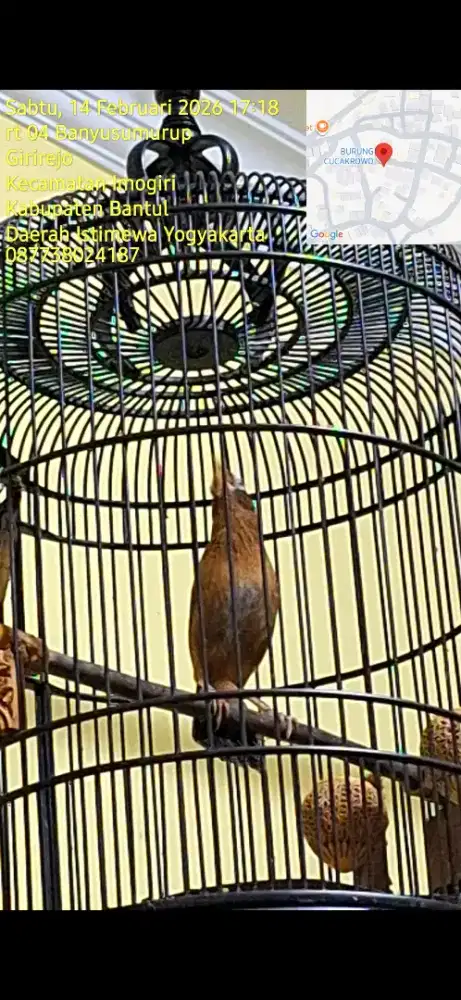 Wamby mh jinak gacor atas bawah rol plong