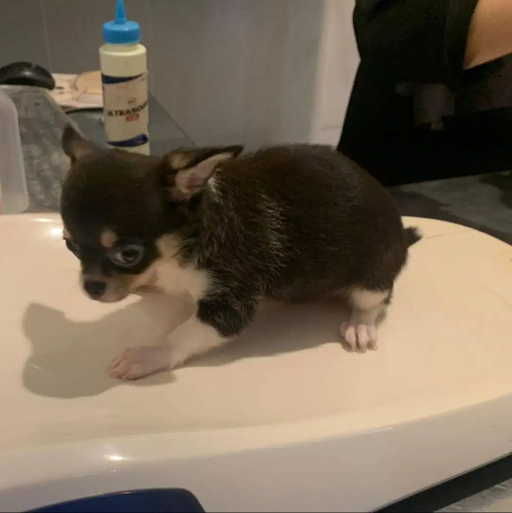 Anjing Ras Chihuahua ( Betina )