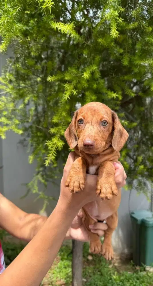 Tekel cakep murceeee