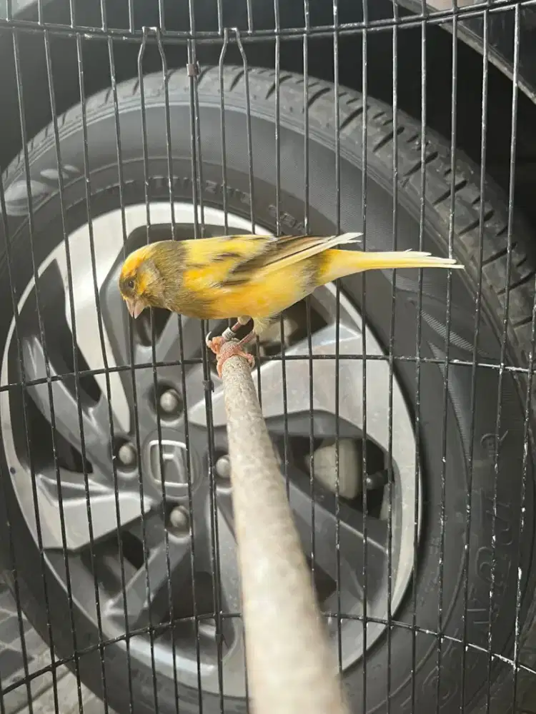 Kenari Loper Bon Kuning Bunyi