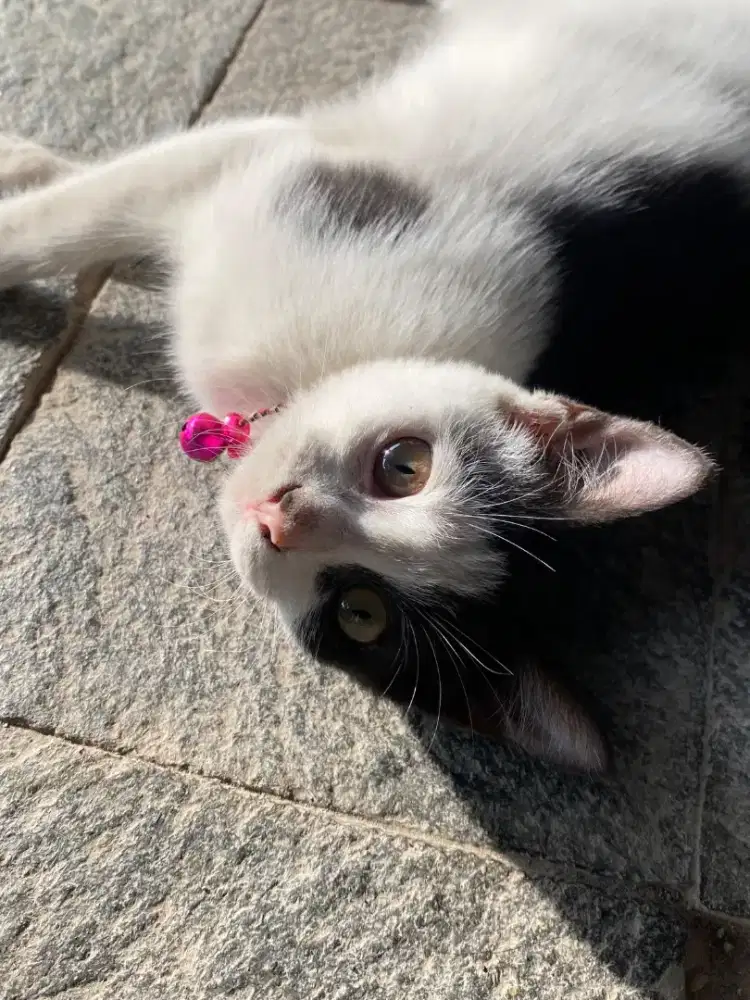 Catlovers black white