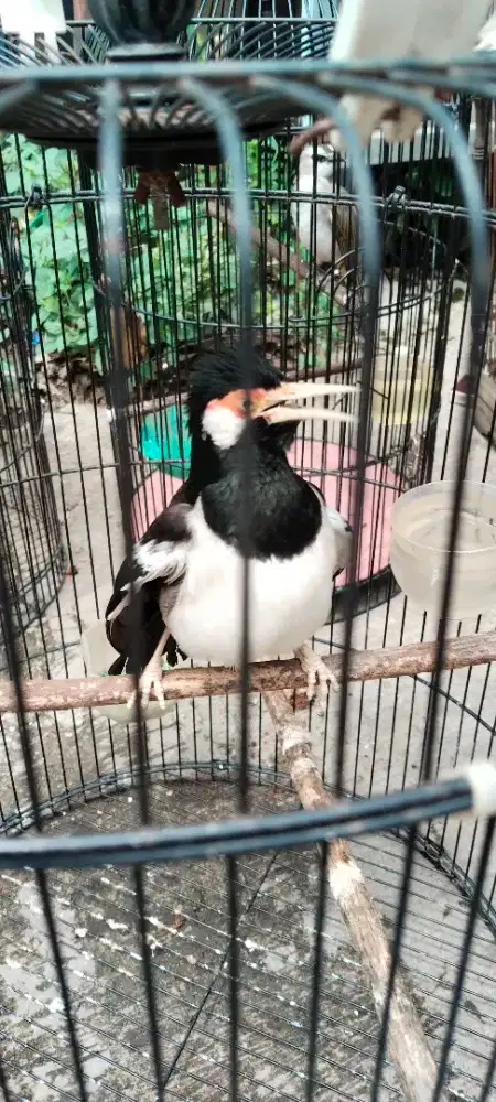 Di jual suren gacor and jinak burja