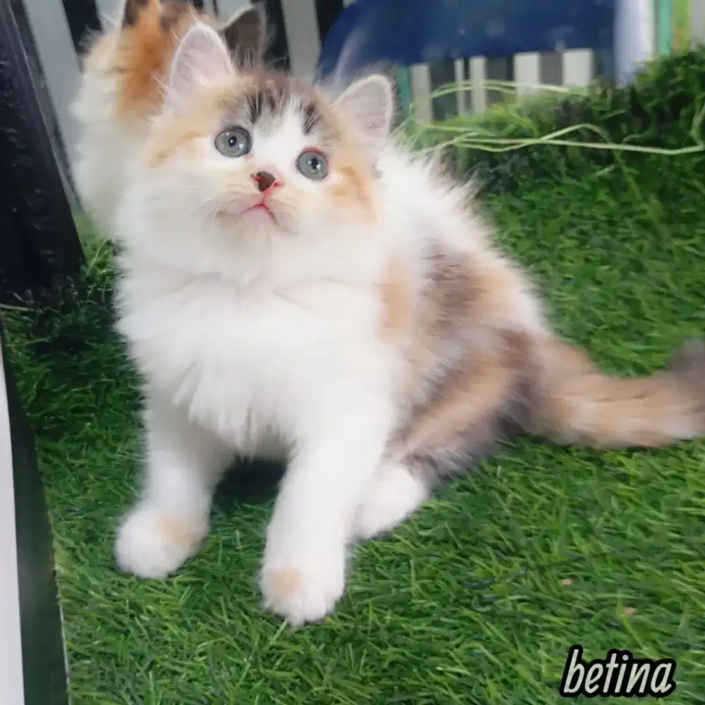 Kitten Persia medium Longhair