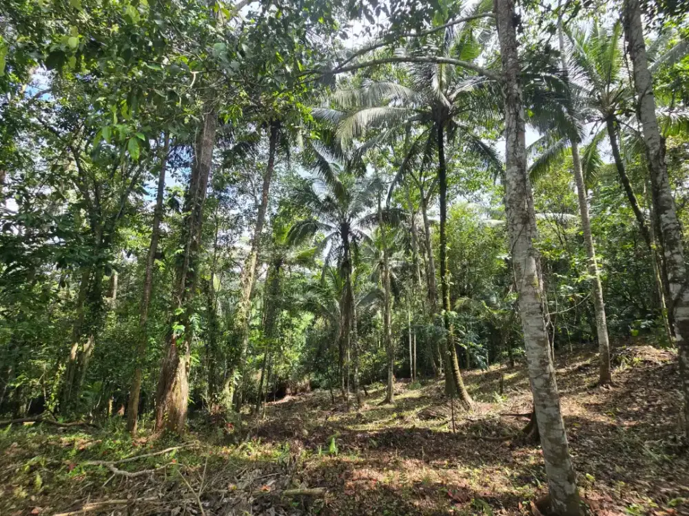 Dijual Kebun Durian Dan Aneka Buah  Di Tabanan Bali