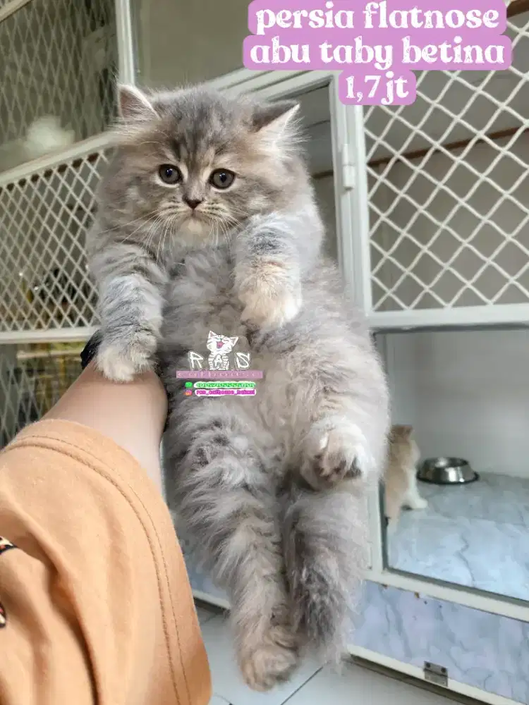 Kucing lucu lucu persia