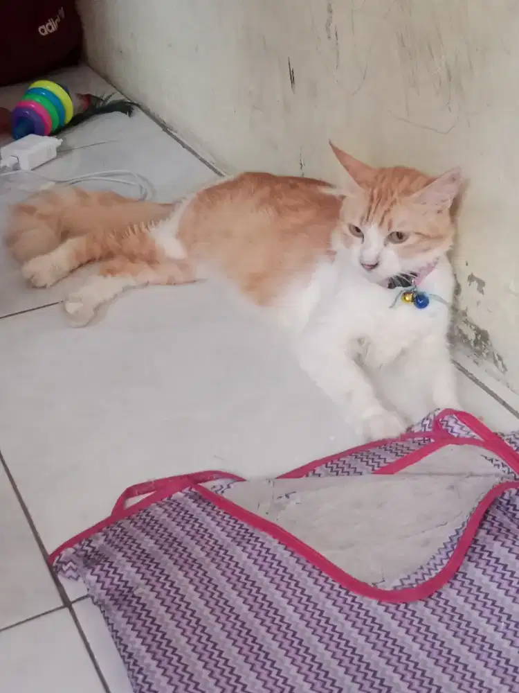 Kucing persia mixdom