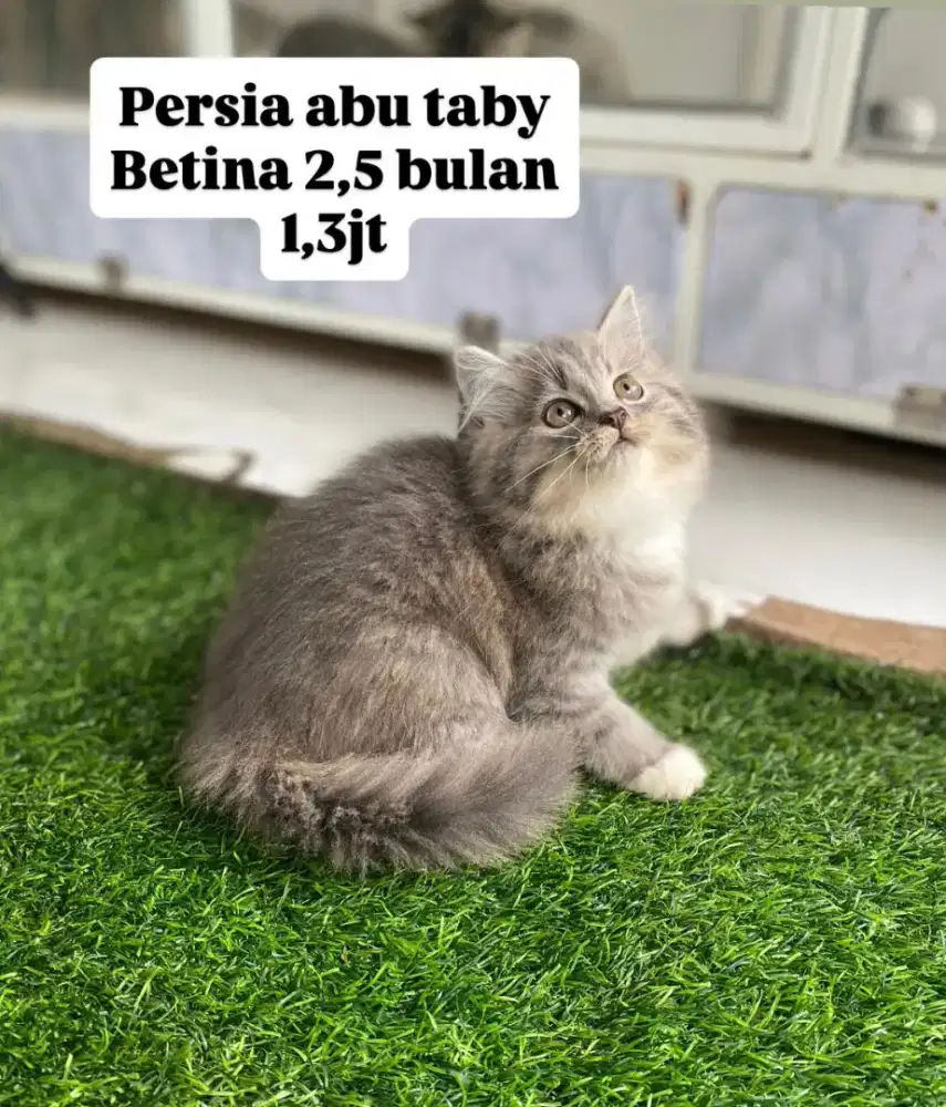 Kucing kitten persia lucu gemoy