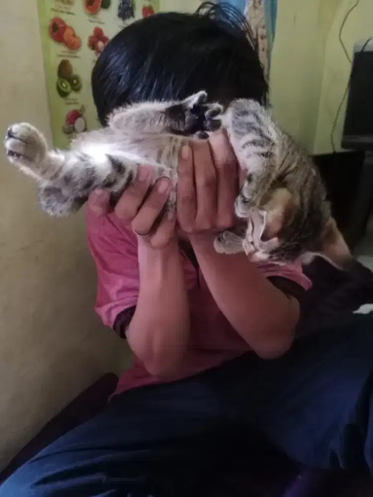 Kucing persia mixdom kitten