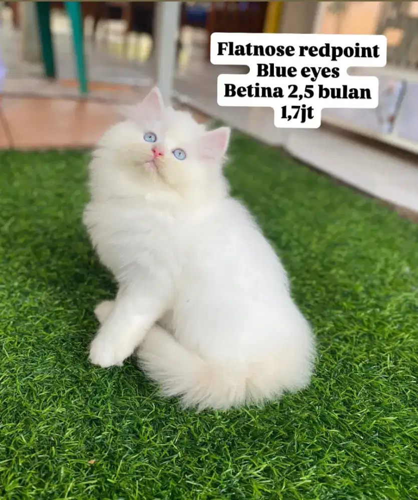 Kucing persia gemoy lucu