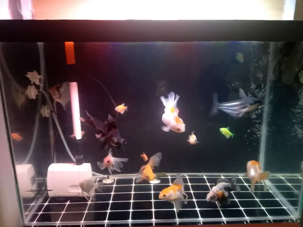 Jual ikan Hias (ikannya saja)