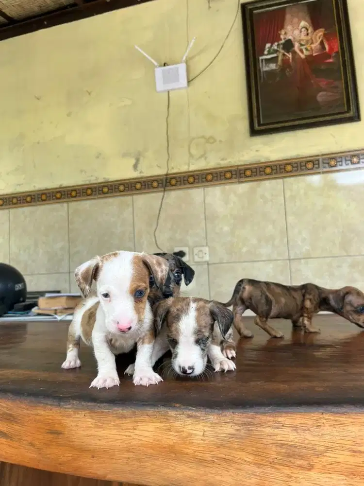 tekkel jantan dan betina