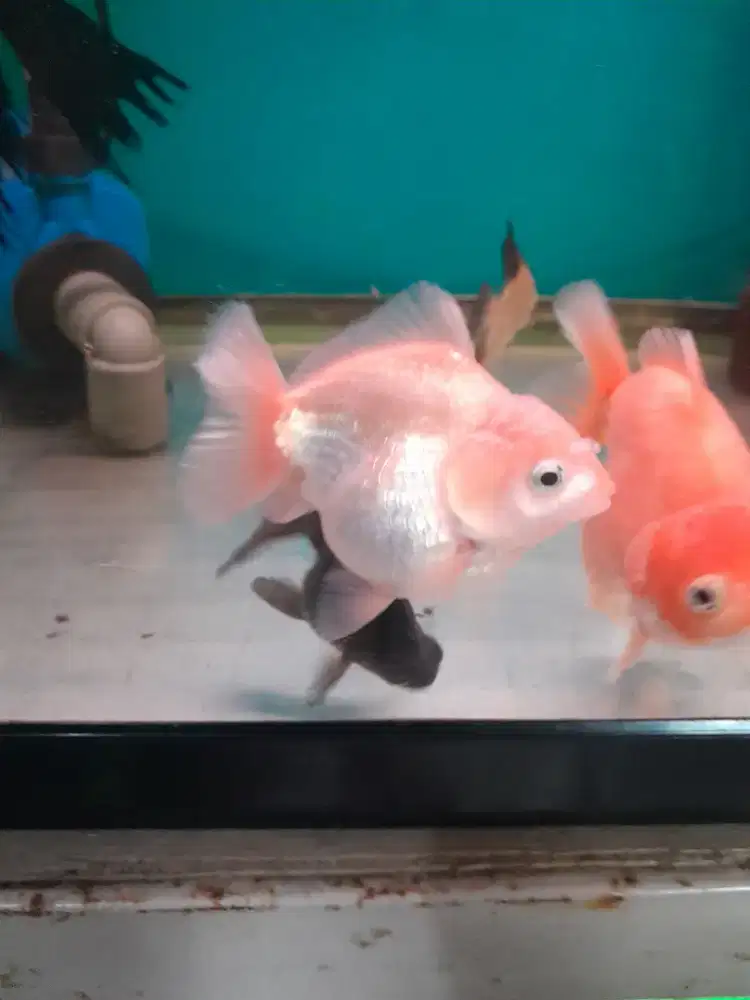 3 ekor Ikan koki. Goldfish