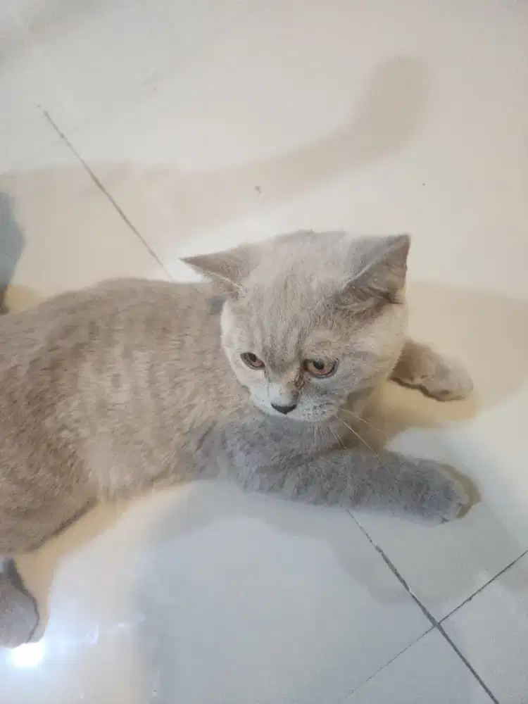 Kucing BSH Lilac Jantan 5 bulan
