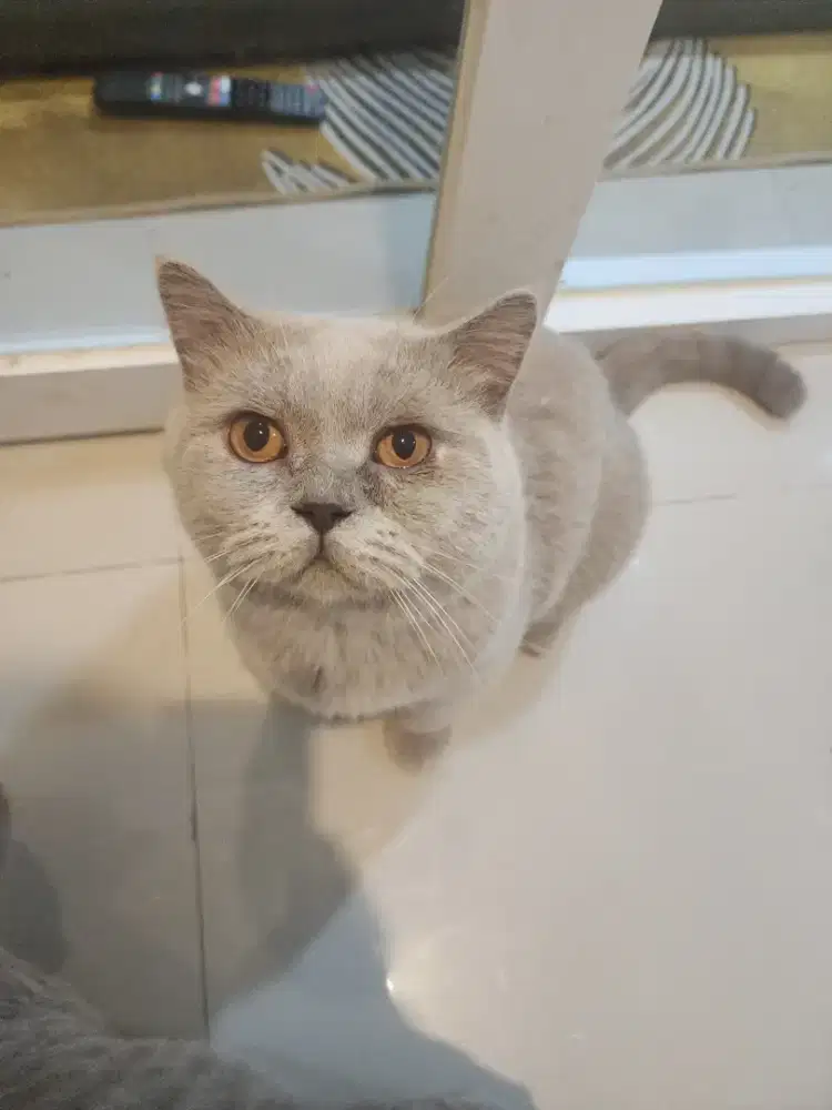 Kucing BSH Lilac jantan 2 thn