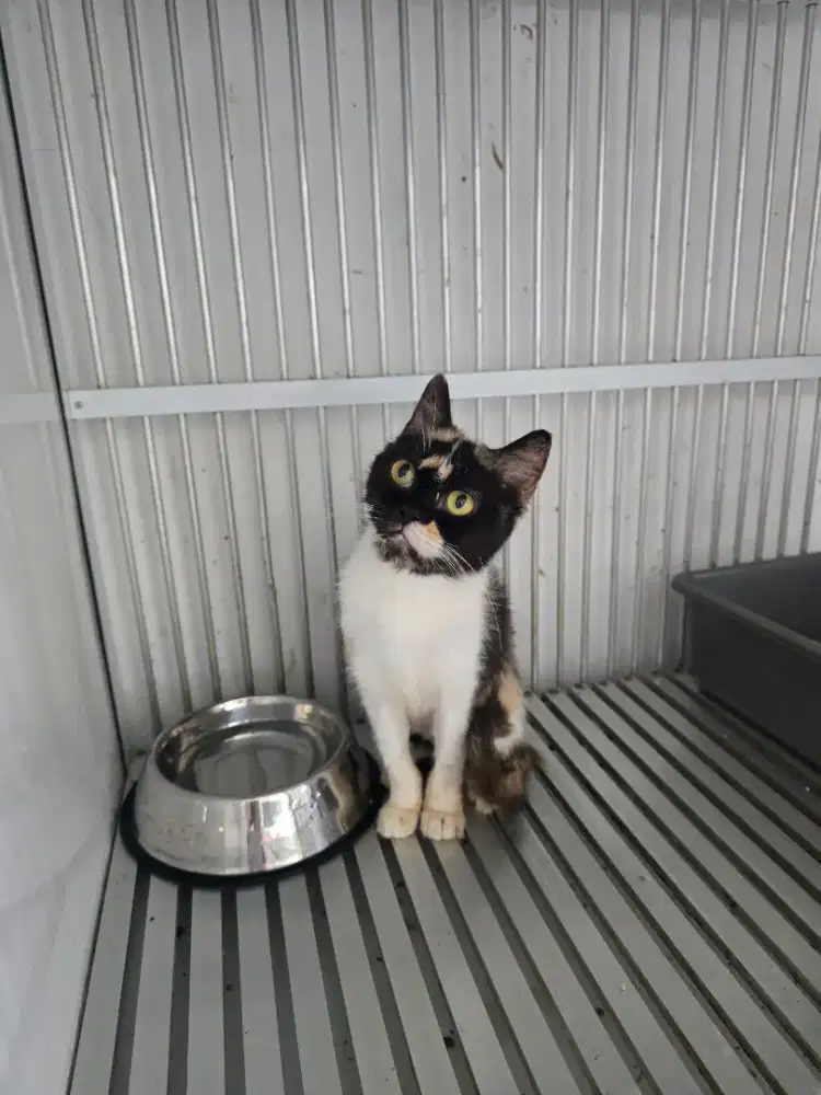 2 kucing scottish fold dan stright betina