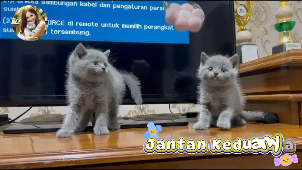 British Shorthair , Kitten BSH
