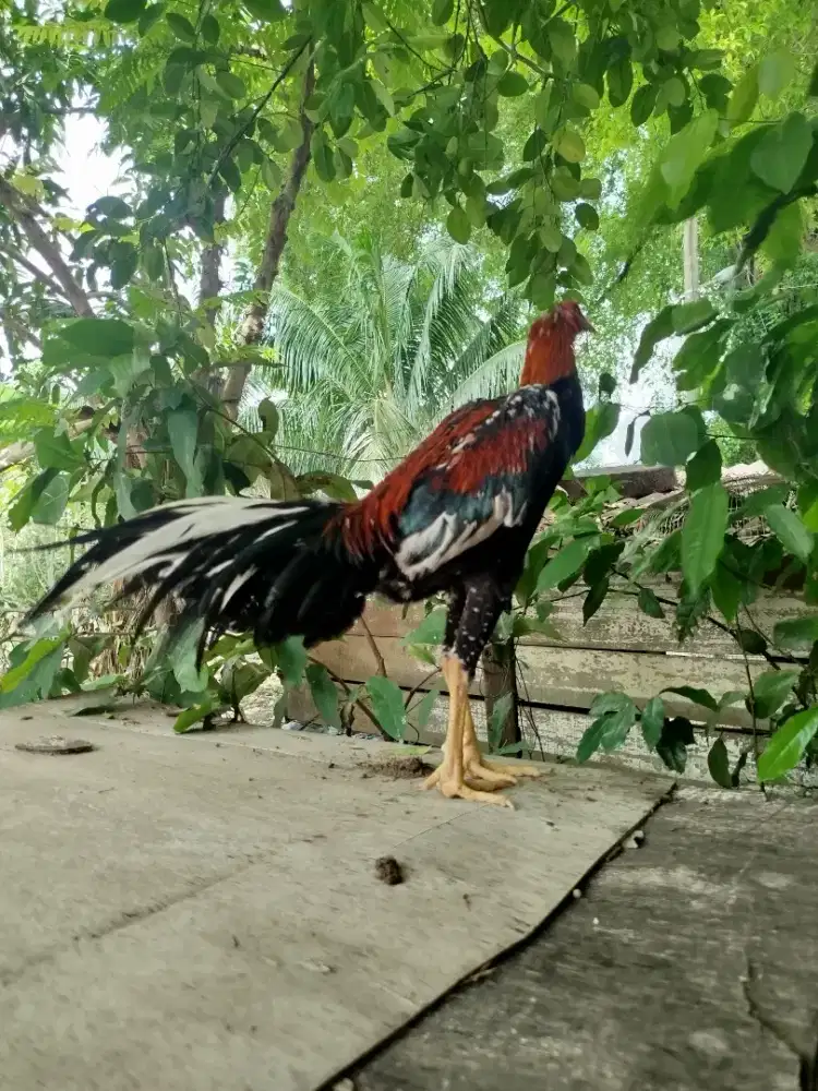 Jual Ayam Siam Ekor Lidi Mewah