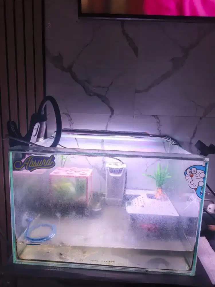 Jual 1 Set Aquarium + Kura2 Brazil