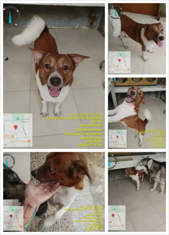 Cari ortu buat Jack Russel