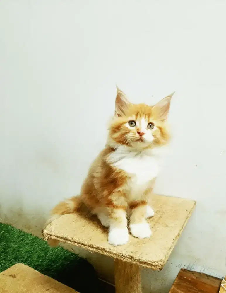 Kitten mainecoon Betina pure No mix. Garansi