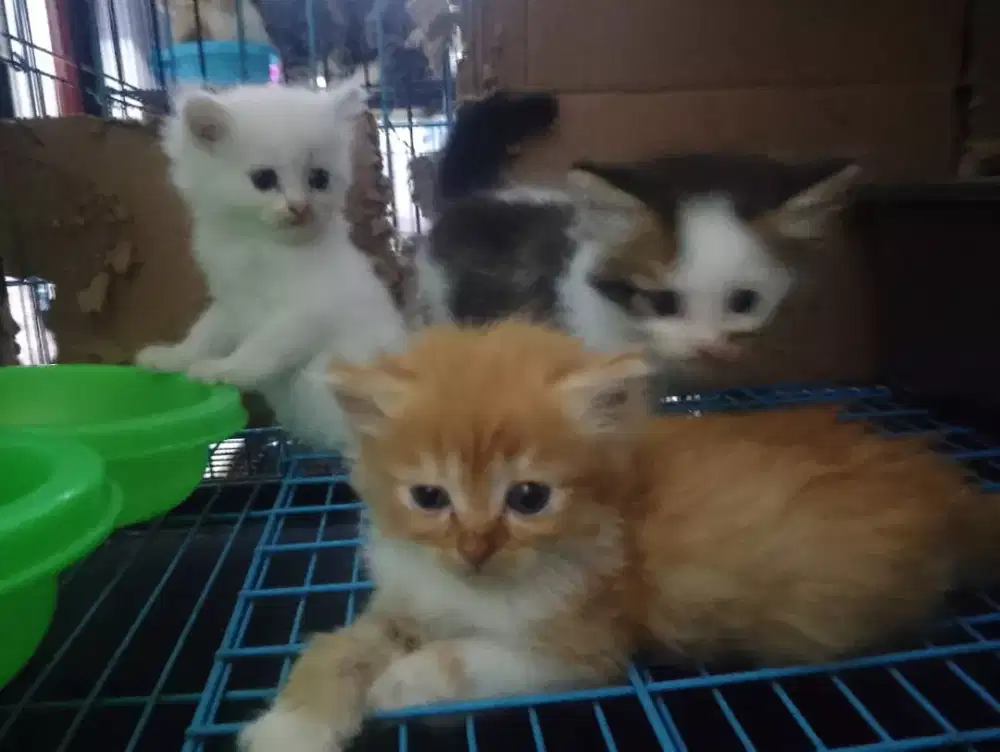 Jual kitten NS Munchkin dan Munchkin cebol