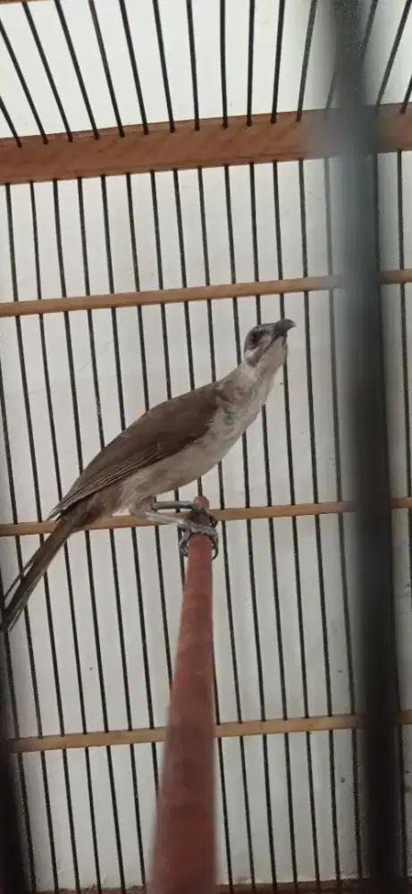 Kandang Burung + isinya Cucaktimor