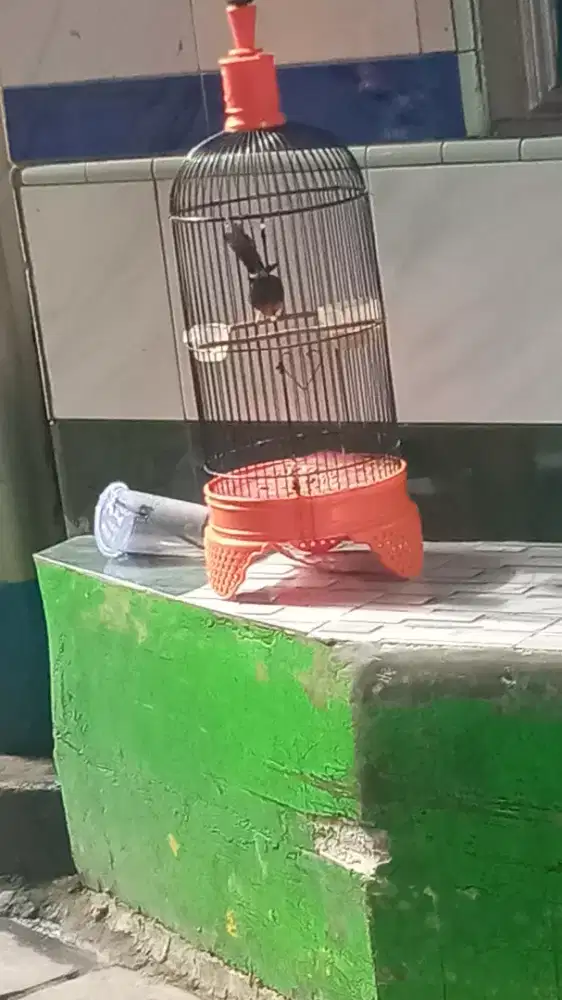 Murai Trotol Prediksi Jantan