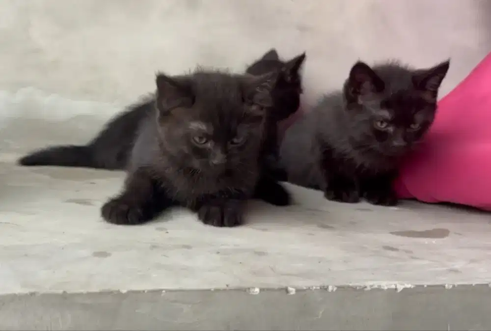 Kitten BSH mix breed