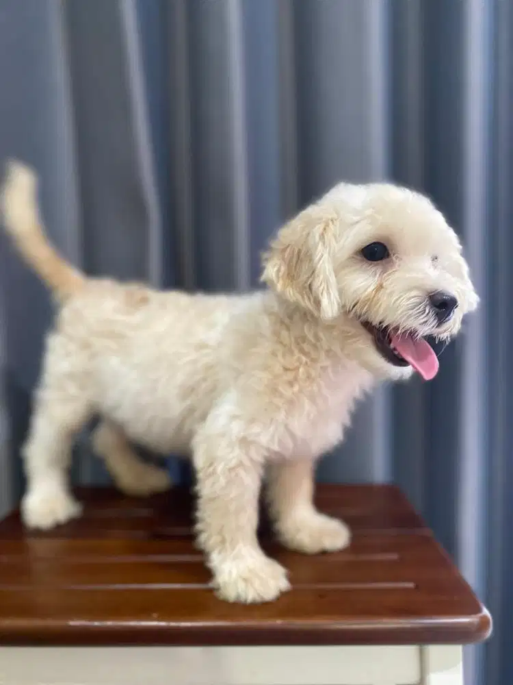 Puppys maltipo betina usia 3 bulan