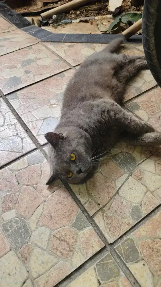 Kucing BSH blue solid jantan usia 1 tahun