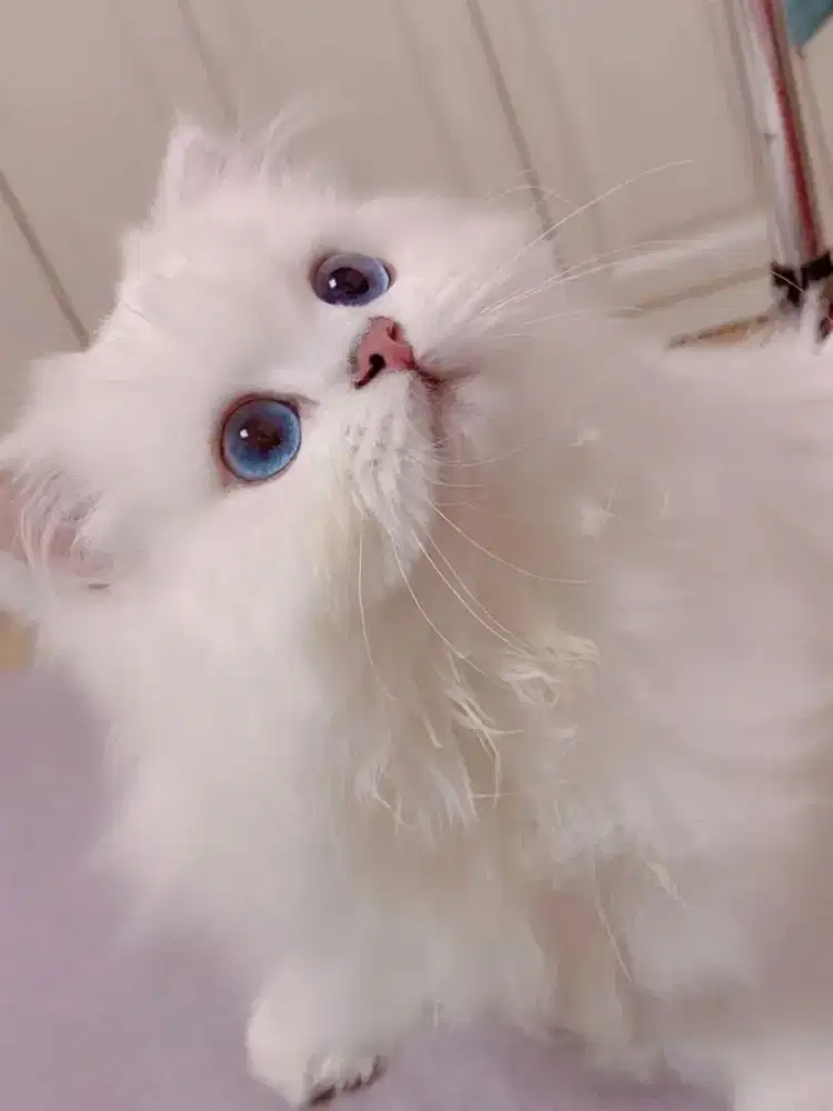 Kucing Persia putih