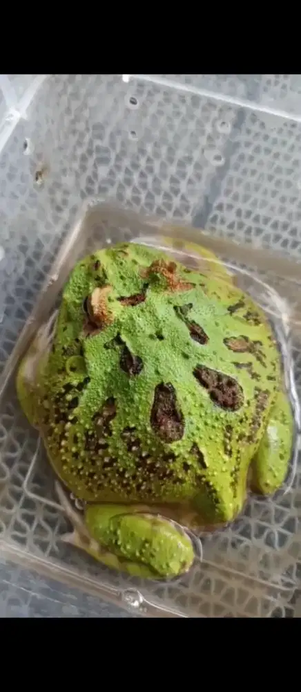 Kodok Pacman Ijo Jossss