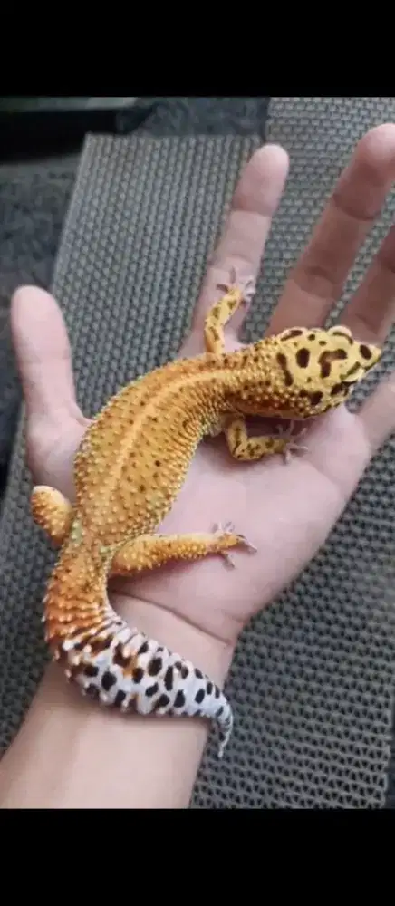 Gecko Redstripe Jinak