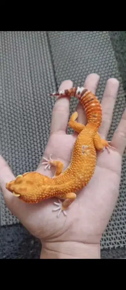 Gecko Sunpot Bagus Jinak