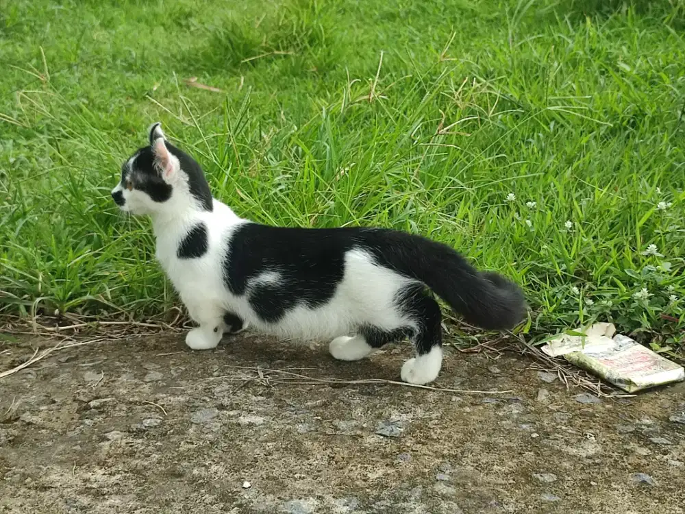 Kucing munckhin jantan