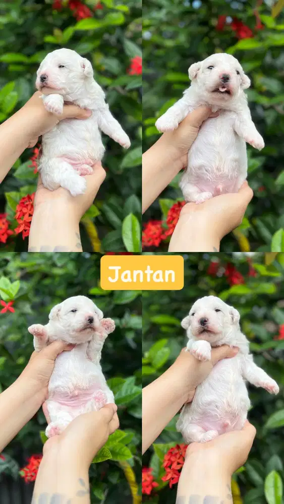 Open Booking Anjing Mini Bichon