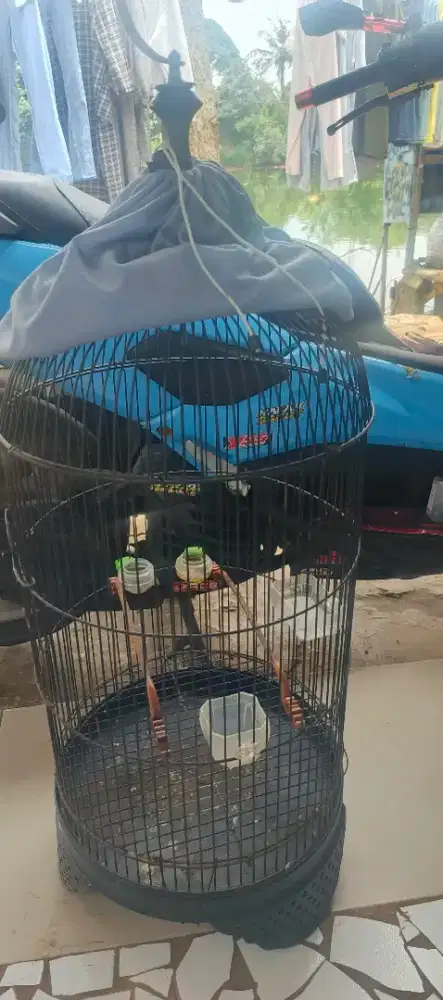 Kandang lb bekas konin