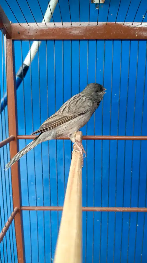 Kenari f1 rasmi gacor