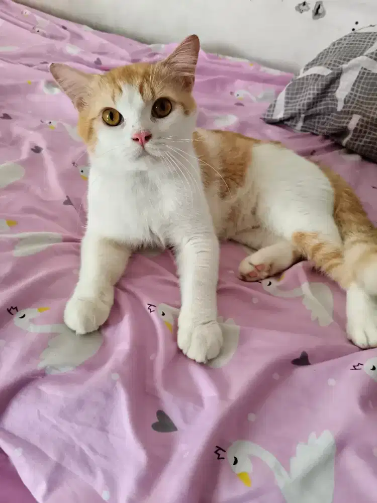 Kucing BSH red bicolor