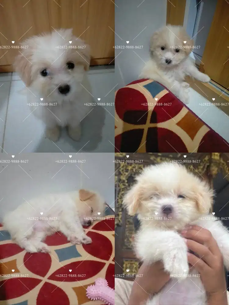 Maltipom Puppy Non Stambum