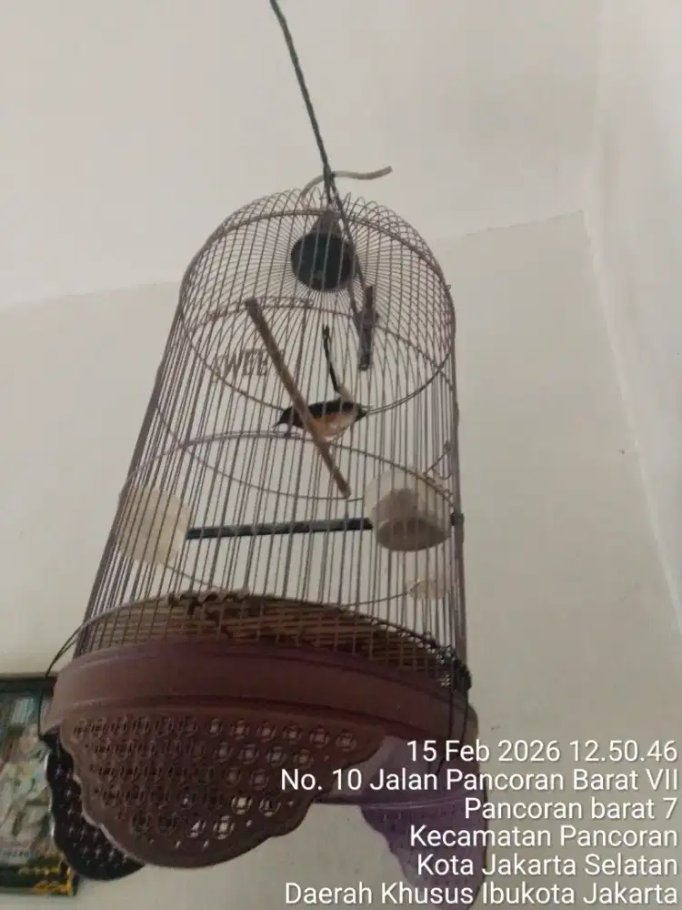 Murai betina siapan udah 2x buat Telor Fullset